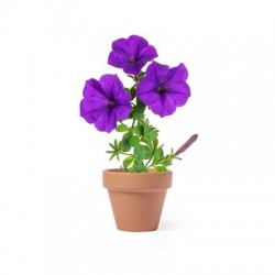 Flower pot, 5-8 petunia seeds and soil